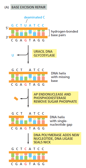 Figure 5-41A.png